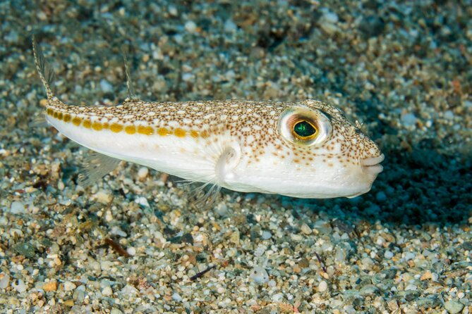 research-diving-with-a-marine-biologist-in-crete