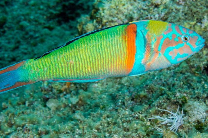 research-diving-with-a-marine-biologist-in-crete