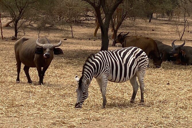 Reserve of Bandia - What Makes the Bandia Reserve Tour Stand Out?