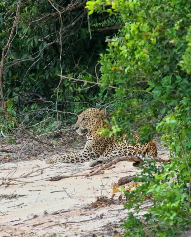 Responsible Wilpattu National Park Jeep Safari from Colombo - Introduction to Wilpattu Safari