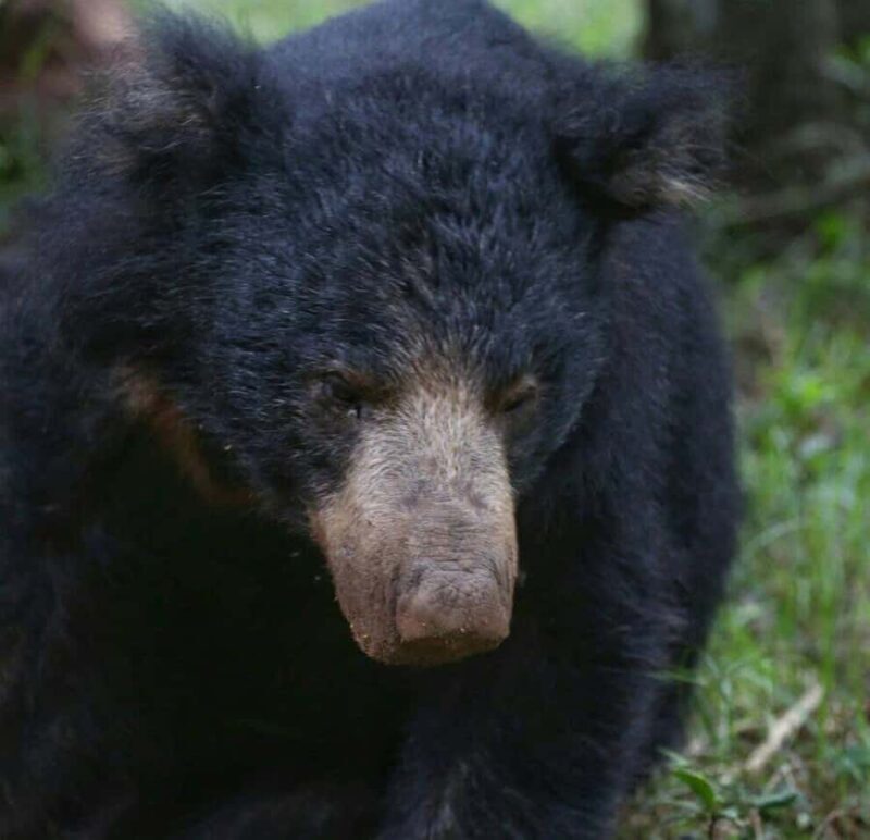 Responsible Wilpattu National Park Jeep Safari from Colombo - An In-Depth Look at the Itinerary