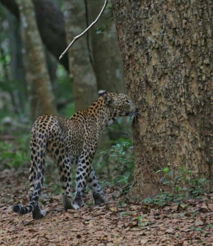 Responsible Wilpattu National Park Jeep Safari from Colombo - What Real Travelers Say