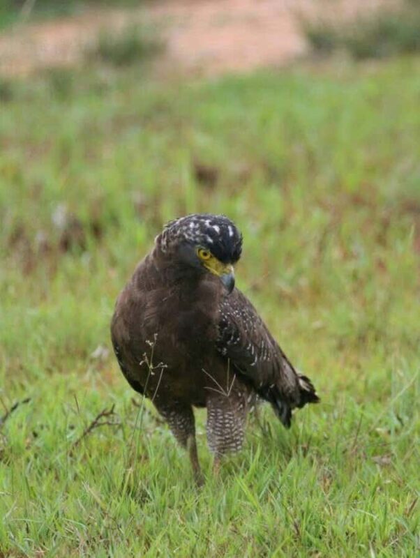 Responsible Wilpattu National Park Jeep Safari from Colombo - FAQ