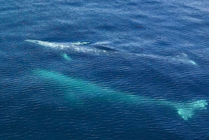 Resurrection Bay Spring Wildlife Cruise - The Itinerary in Detail: What to Expect on Your Resurrection Bay Cruise