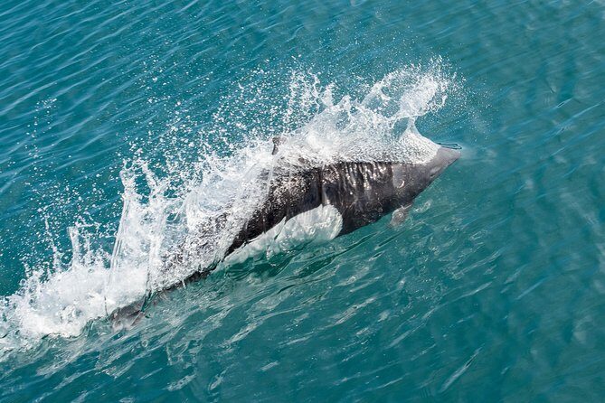 Resurrection Bay Spring Wildlife Cruise - Who Will Love This Trip?