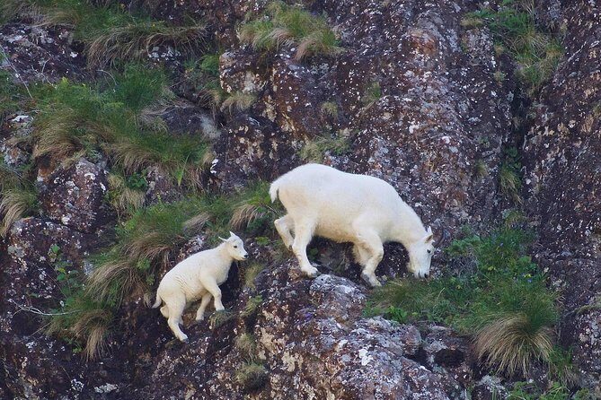 Resurrection Bay Spring Wildlife Cruise - The Sum Up: Is This Tour Worth It?