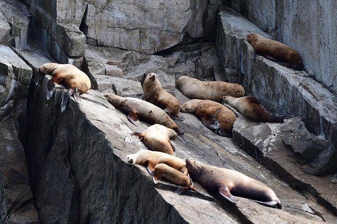 Resurrection Bay Spring Wildlife Cruise - FAQs