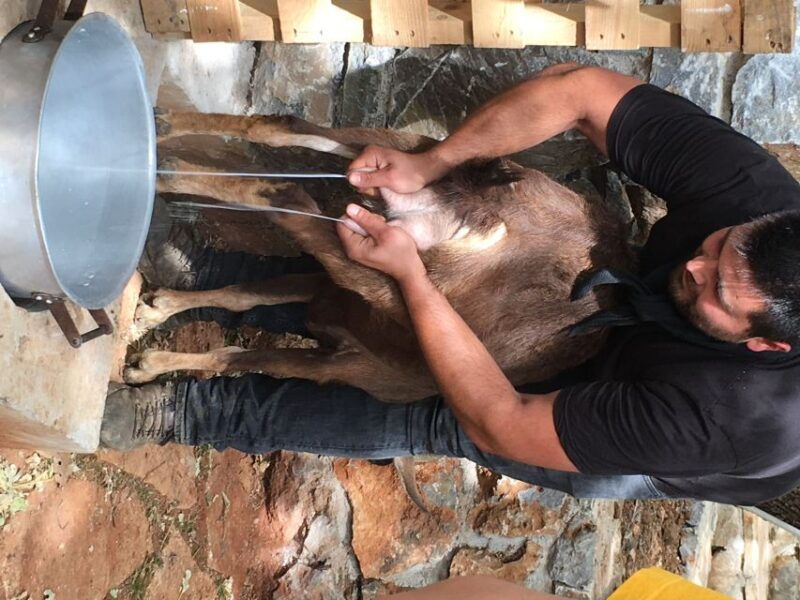 rethymno-explore-shepherds-hut-and-cheese-making-process