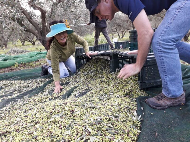 rethymno-olive-oil-tasting-with-cretan-food-pairing