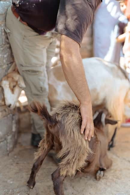 Rethymno: Shepherd For A Day - What to Expect During the Tour