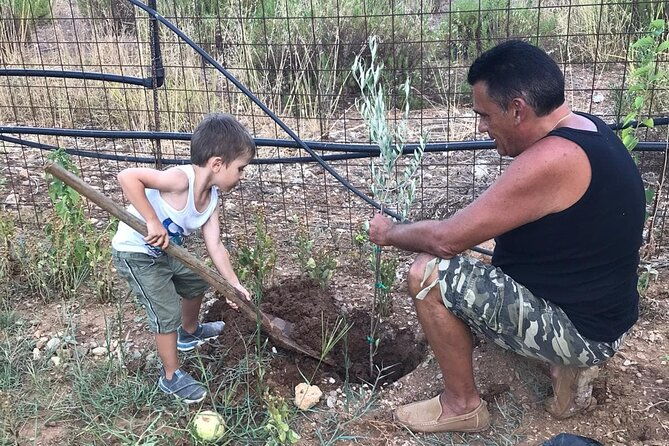 rethymnon-olive-tree-sponsorship-protect-and-plant-tour
