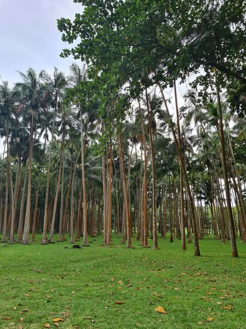 Reunion Island: Full-Day Tour for 4 personels - The Real-World Feedback: Authentic Insights from Past Travelers