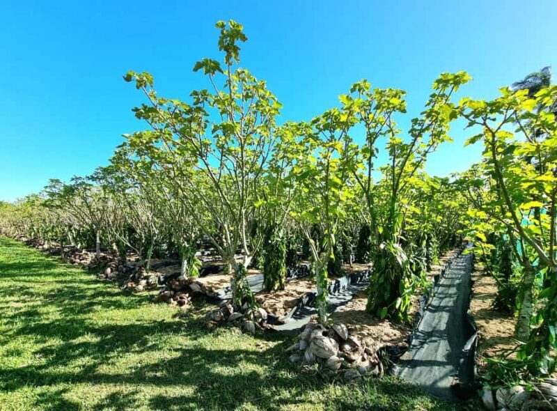 Reunion Island : Guided tour to the Salazie with lunch - A Detailed Look at the Salazie Guided Tour with Lunch  
