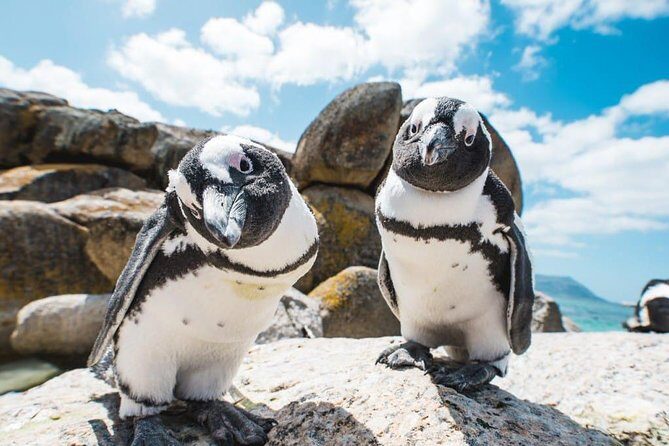 Revel in the Cape Peninsula (Penguins & Cape of Good Hope) - Cape Point & Cape of Good Hope: The Iconic Landmark