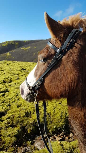Reykjadalur: Horseback Riding Tour for Families & Beginners - About the Horses and Guides