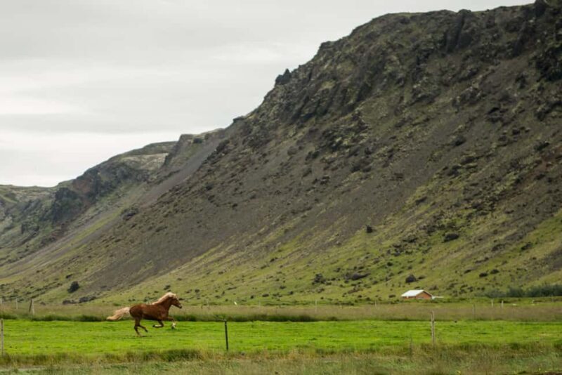 Reykjadalur: Horseback Riding Tour for Families & Beginners - What the Reviews Reveal