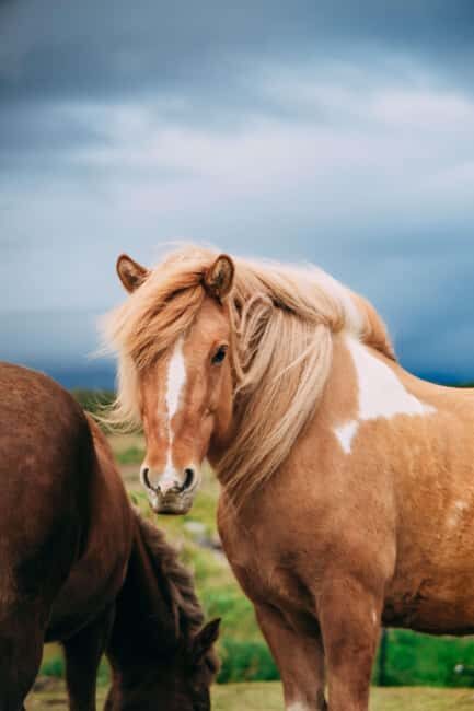 Reykjadalur: Horseback Riding Tour for Families & Beginners - Who Will Love This Tour?