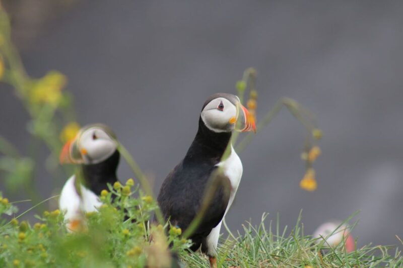 reykjavik-1-hour-puffin-watching-tour