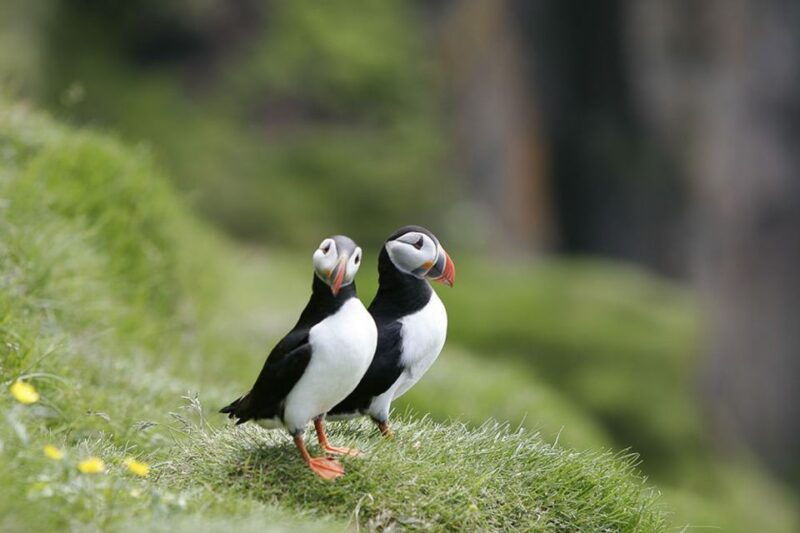 reykjavik-1-hour-puffin-watching-tour