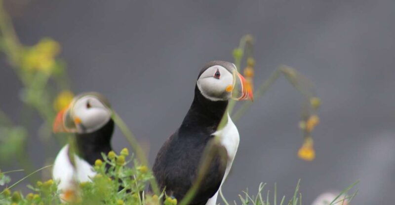 reykjavik-1-hour-puffin-watching-tour