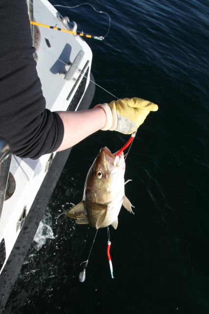 reykjavik-3-hour-sea-angling-gourmet-experience-tour