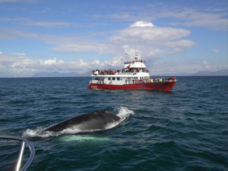 reykjavik-atv-ride-whale-watching-boat-tour