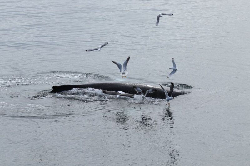 reykjavik-best-value-whale-watching-boat-tour