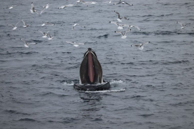 reykjavik-best-value-whale-watching-boat-tour