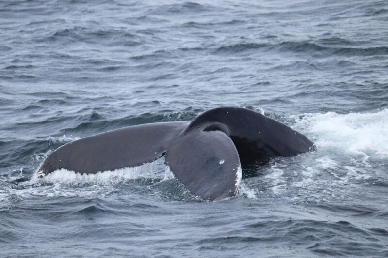reykjavik-best-value-whale-watching-boat-tour