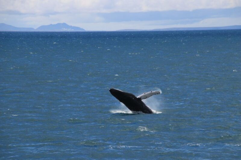 reykjavik-best-value-whale-watching-boat-tour