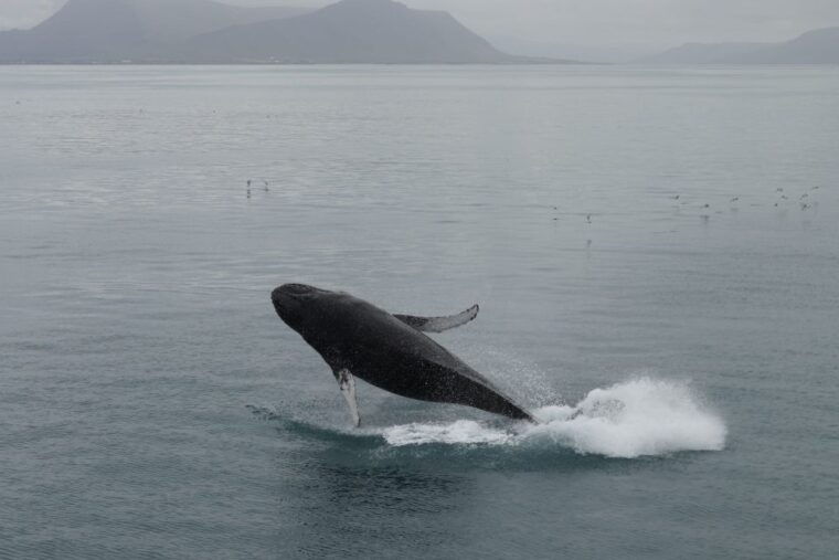 reykjavik-best-value-whale-watching-boat-tour
