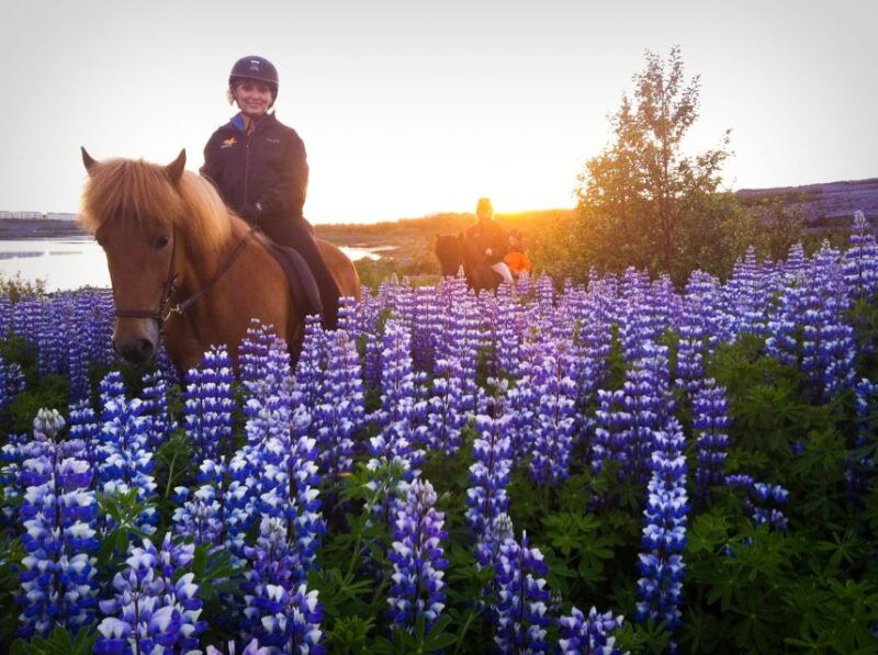 reykjavik-evening-sleipnir-horse-riding-tour-with-pickup