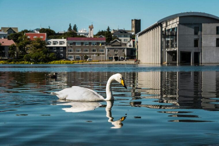 reykjavik-food-tasting-and-city-walk-private-tour