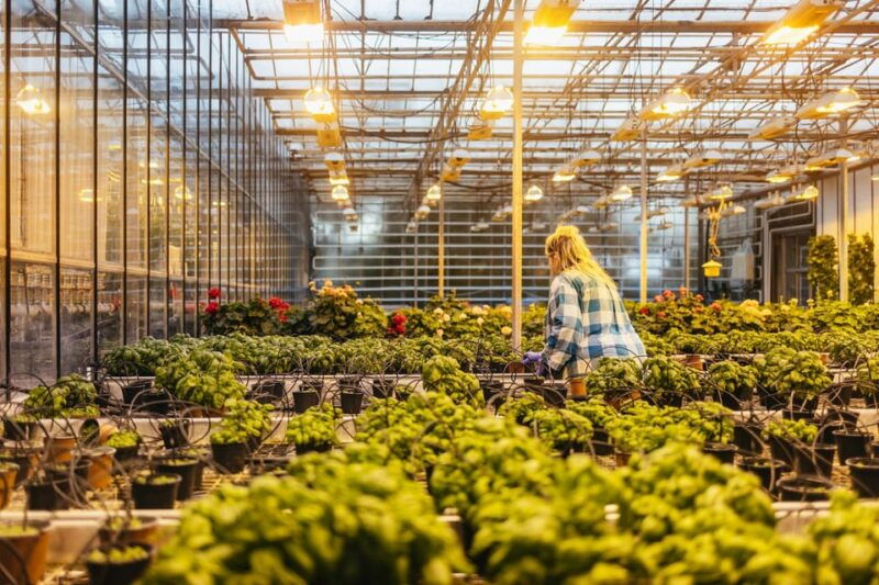 reykjavik-golden-circle-kerid-and-fridheimar-minibus-tour