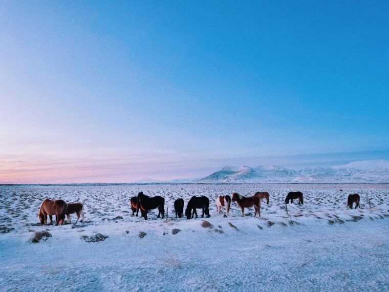 reykjavik-golden-circle-secret-lagoon-fridheimar-tour