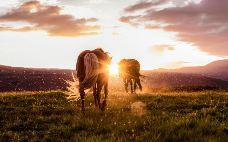 reykjavik-golden-circle-tomato-farm-and-kerid-crater-tour