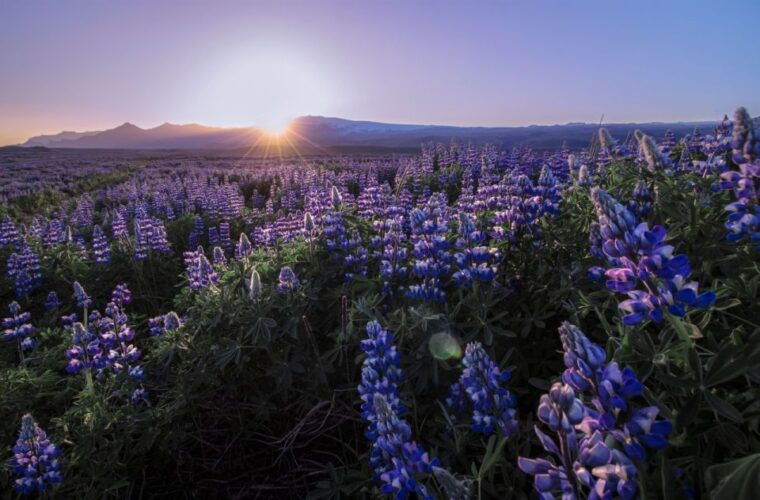 reykjavik-golden-circle-tomato-farm-and-kerid-crater-tour
