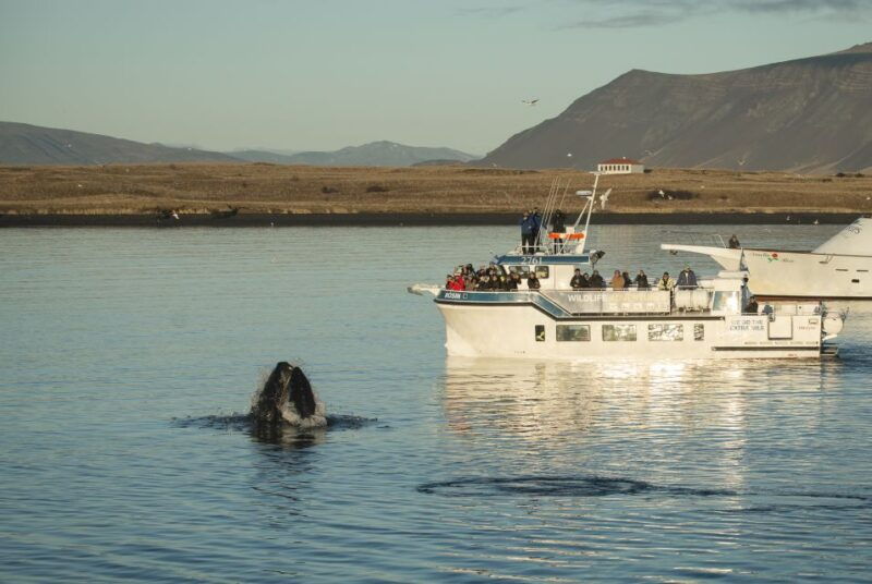 reykjavik-midnight-sun-whale-watching-cruise