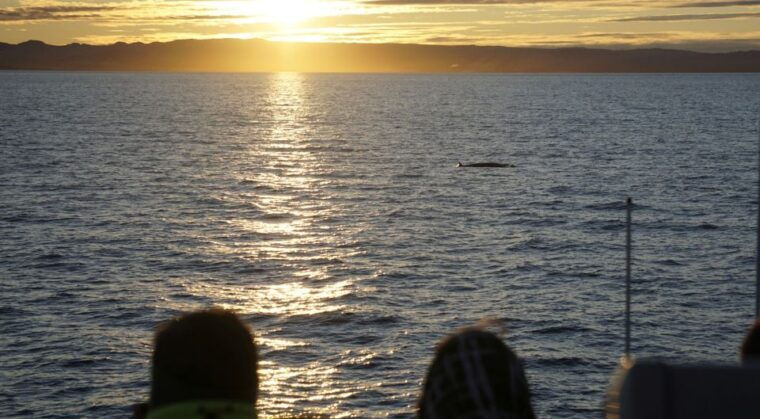 reykjavik-midnight-sun-whale-watching-cruise