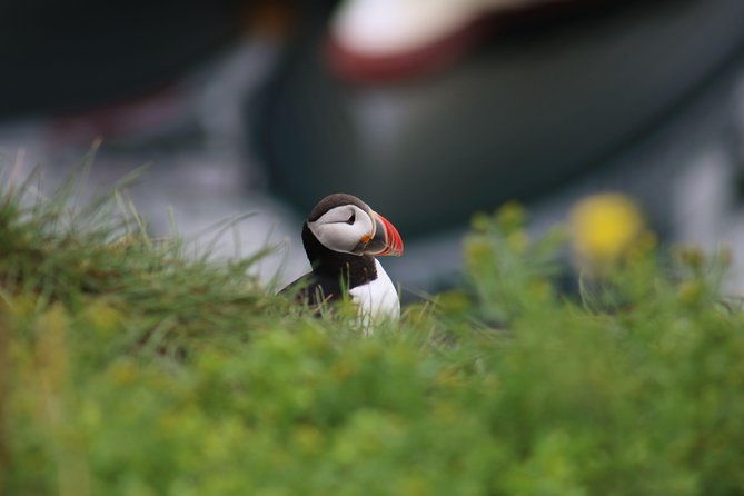 reykjavik-premium-puffin-tour-close-up-and-personal