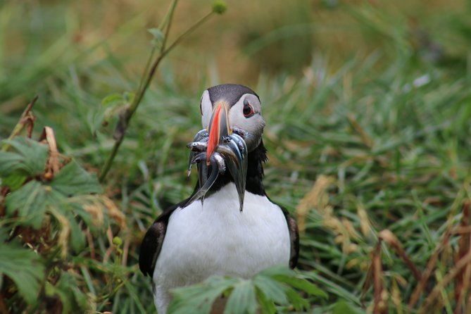 reykjavik-premium-puffin-tour-close-up-and-personal