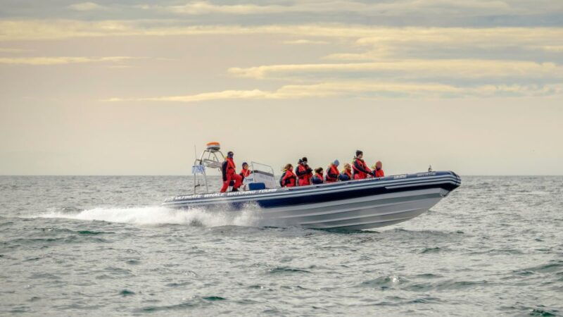 reykjavik-premium-whale-and-puffin-watching-evening-tour