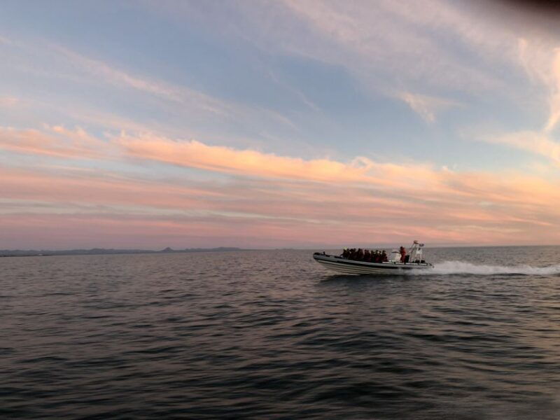 reykjavik-premium-whale-and-puffin-watching-evening-tour