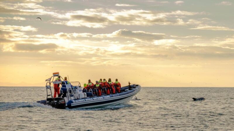 reykjavik-premium-whale-and-puffin-watching-evening-tour