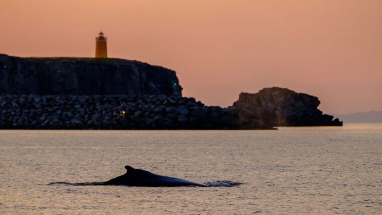reykjavik-premium-whale-and-puffin-watching-evening-tour