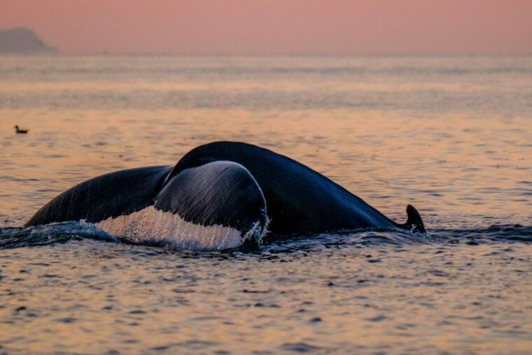 reykjavik-premium-whale-and-puffin-watching-evening-tour