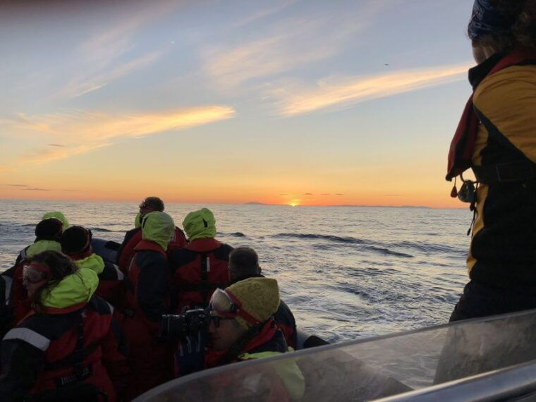 reykjavik-premium-whale-and-puffin-watching-evening-tour
