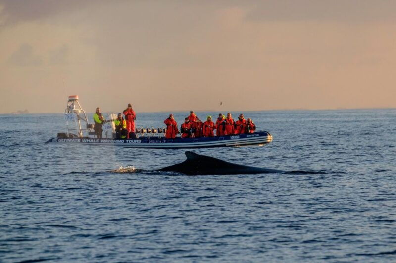 reykjavik-premium-whale-watching-with-flexible-ticket