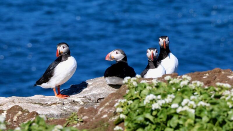 reykjavik-premium-whale-watching-with-flexible-ticket