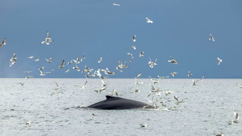 reykjavik-premium-whale-watching-with-flexible-ticket